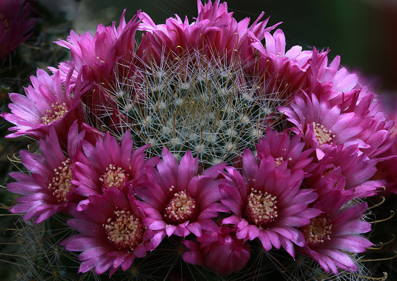 Mammillaria zeilmanniana